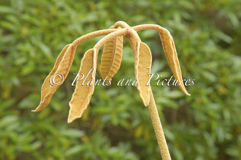 Schefflera macrophylla