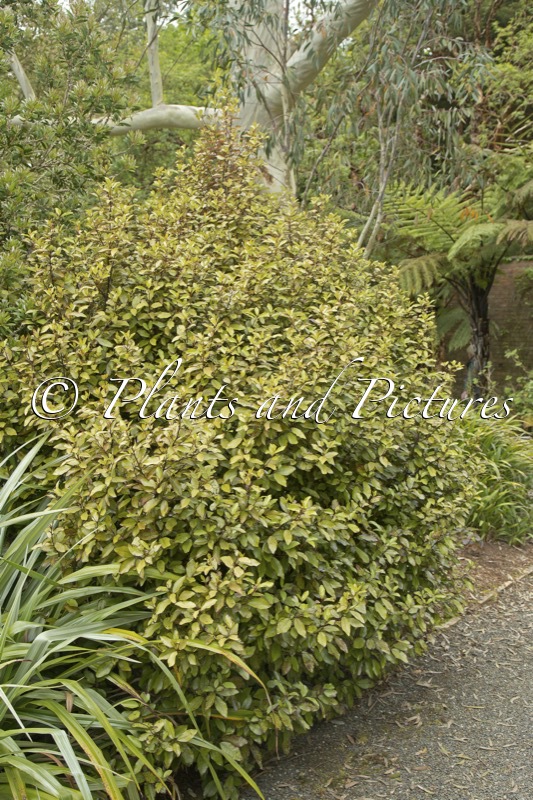 Pseudowintera colorata