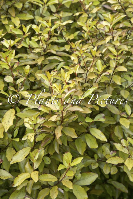 Pseudowintera colorata