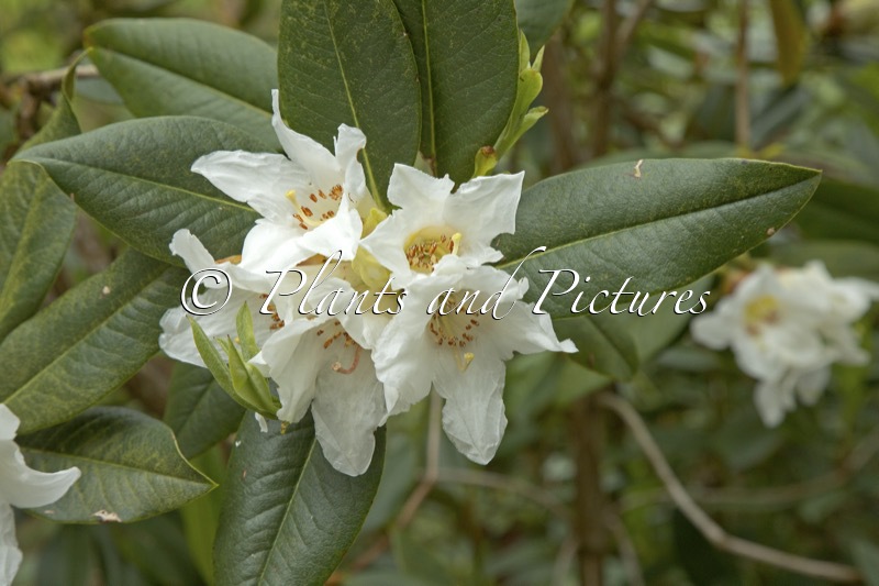 Rhododendron maddenii var. crassum