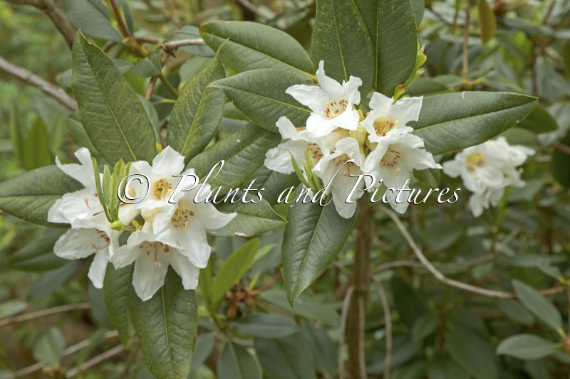 Rhododendron maddenii var. crassum