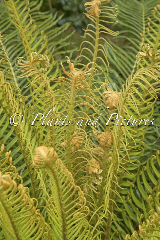 Blechnum cycadifolium