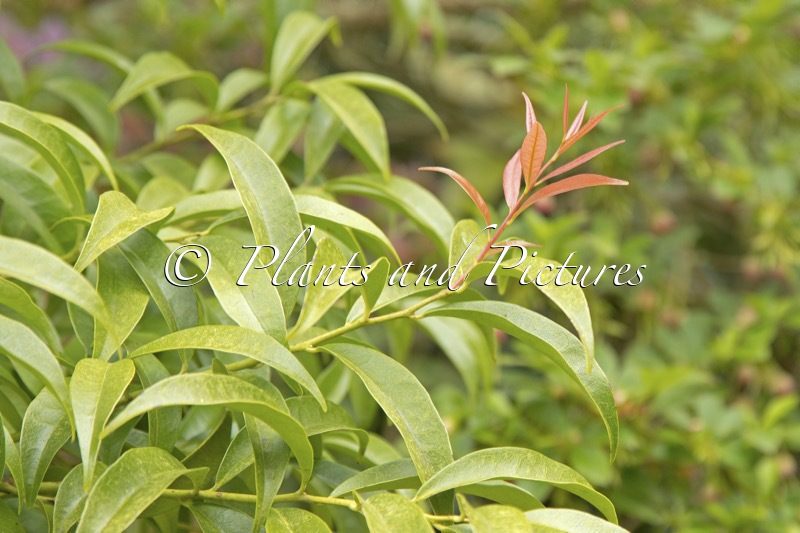 Craibiodendron yunnanense