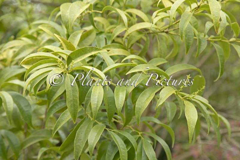 Craibiodendron yunnanense