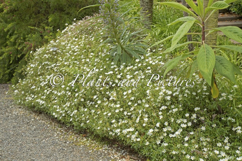 Cistus monspeliensis