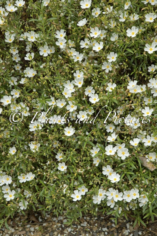 Cistus monspeliensis