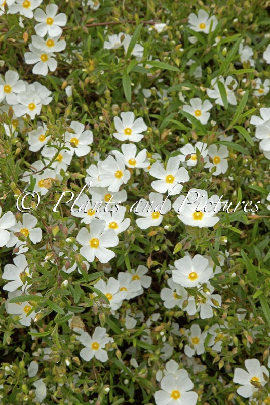 Cistus monspeliensis