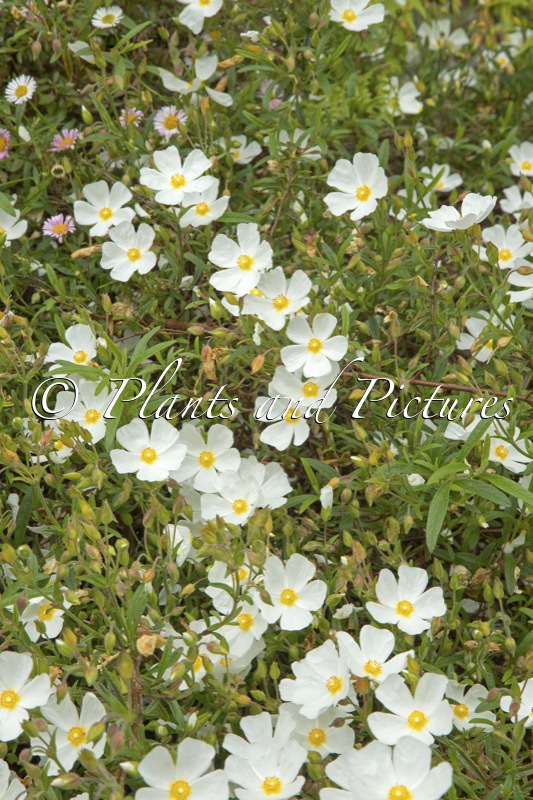 Cistus monspeliensis