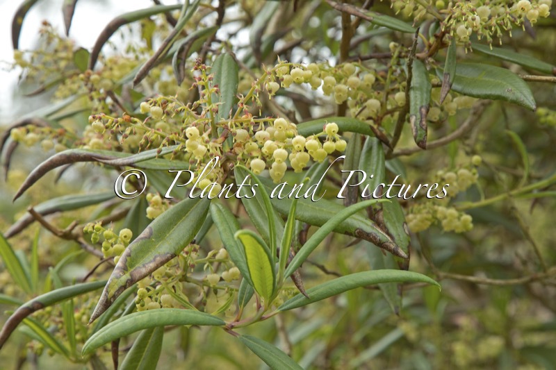 Comarostaphylis discolor