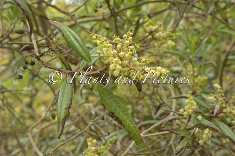 Comarostaphylis discolor