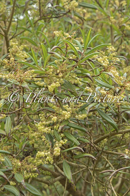 Comarostaphylis discolor