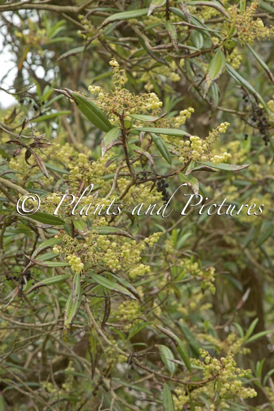 Comarostaphylis discolor