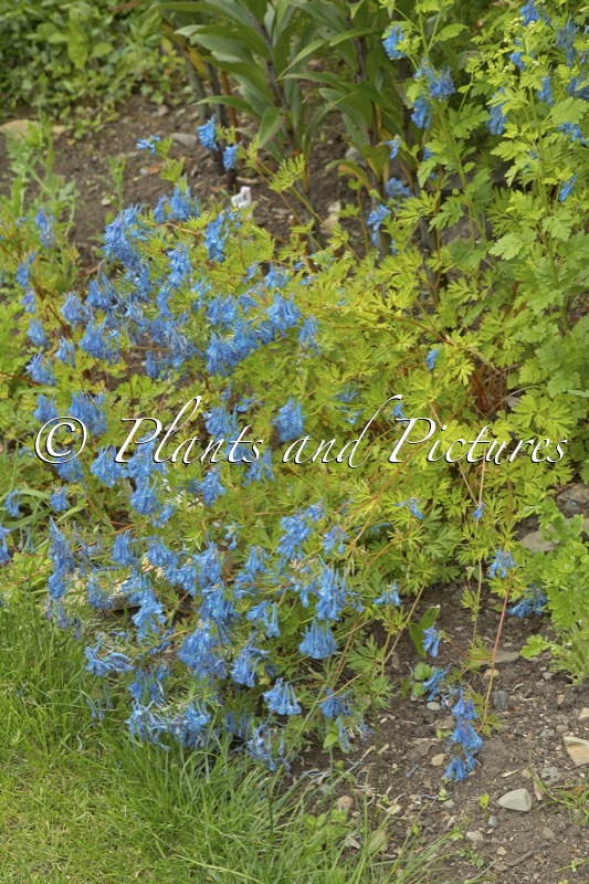 Corydalis ‘Branklyn’