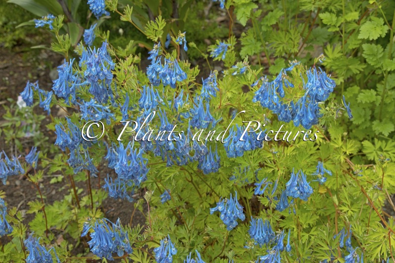 Corydalis ‘Branklyn’
