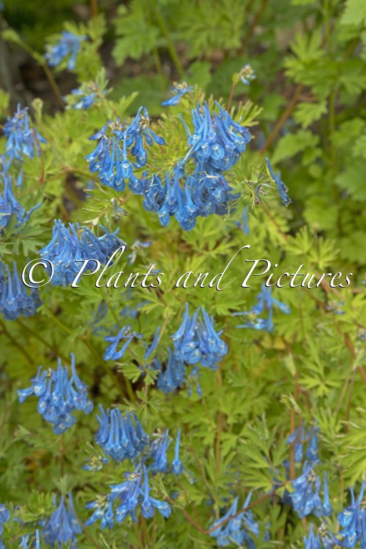 Corydalis ‘Branklyn’