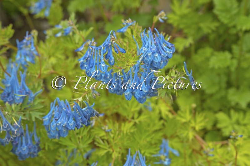 Corydalis ‘Branklyn’