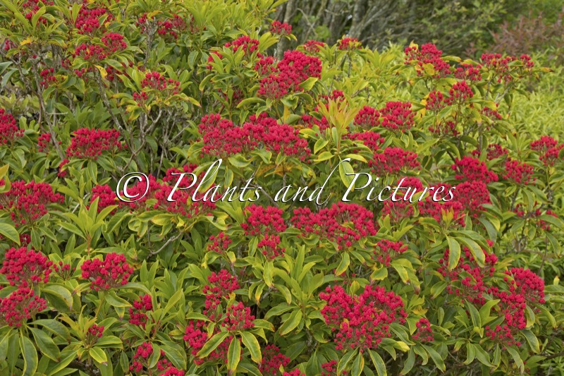 Kalmia latifolia ‘Ostbo Red’