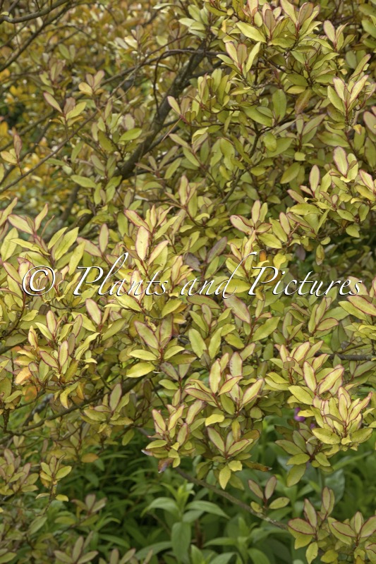 Pseudowintera colorata