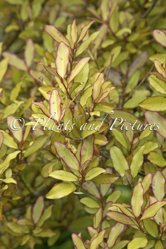 Pseudowintera colorata