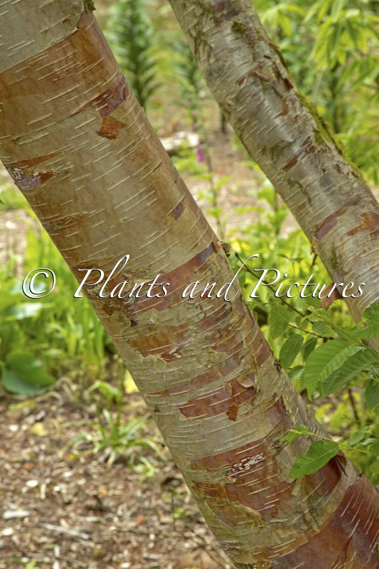Betula utilis ‘Ron Macbeth’