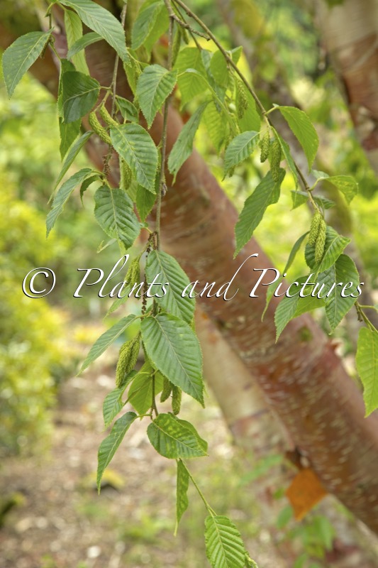 Betula utilis ‘Ron Macbeth’