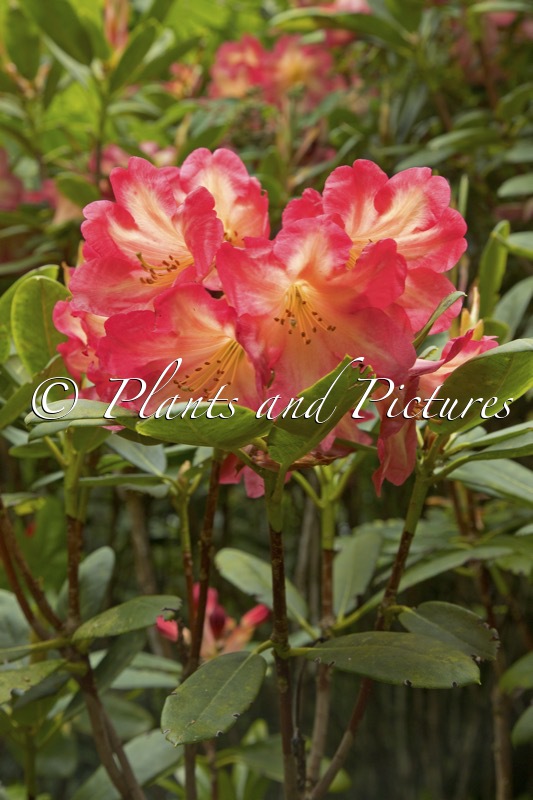 Rhododendron ‘Ring of Fire’