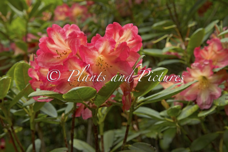 Rhododendron ‘Ring of Fire’
