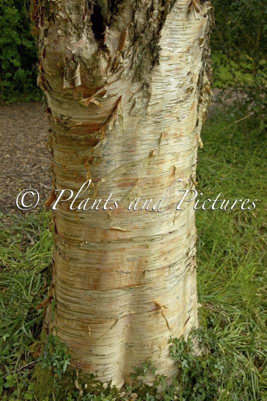 Betula utilis ‘Hergest’