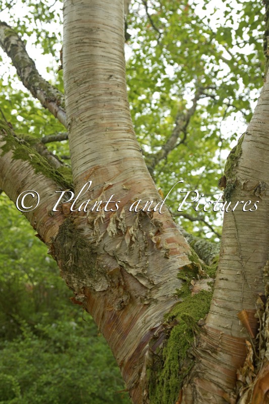 Betula utilis ‘Hergest’