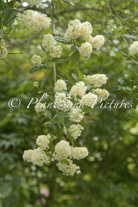Ceanothus americanus