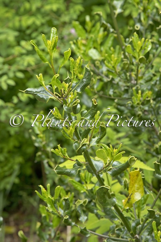 Ilex aquifolium ‘Crispa’
