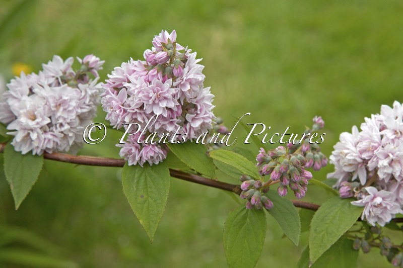 Deutzia ‘Rosea Plena’
