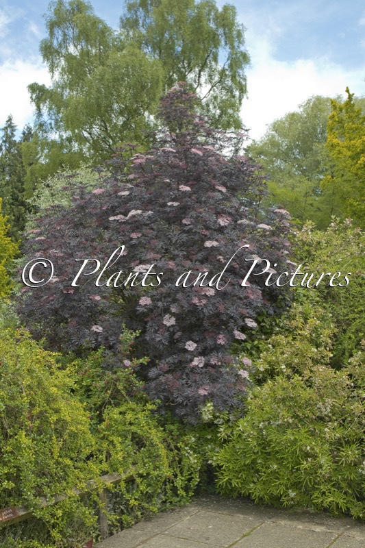 Sambucus nigra ‘Eva’ (BLACK LACE)