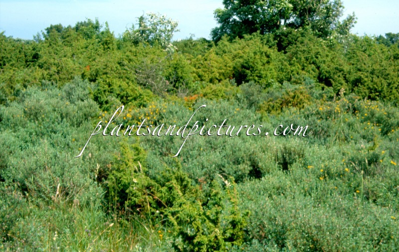 Potentilla fruticosa