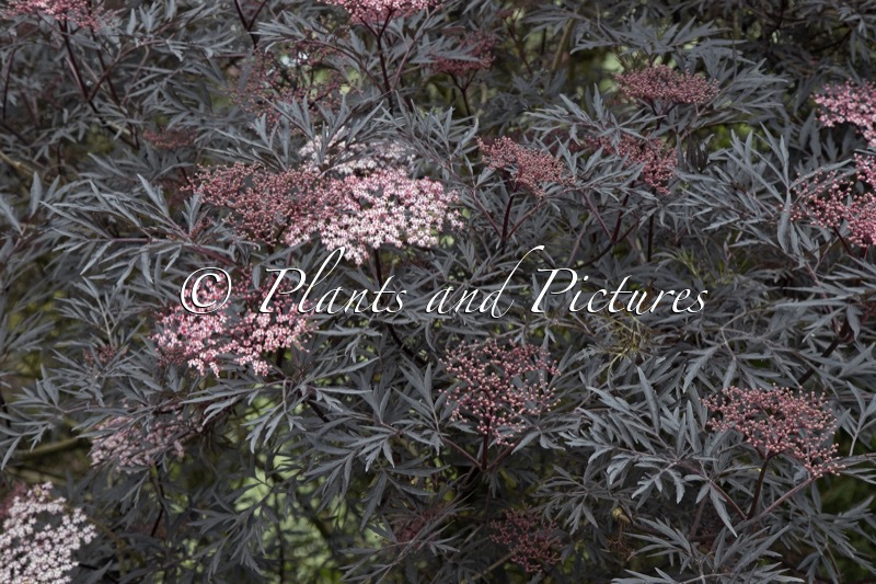 Sambucus nigra ‘Eva’ (BLACK LACE)