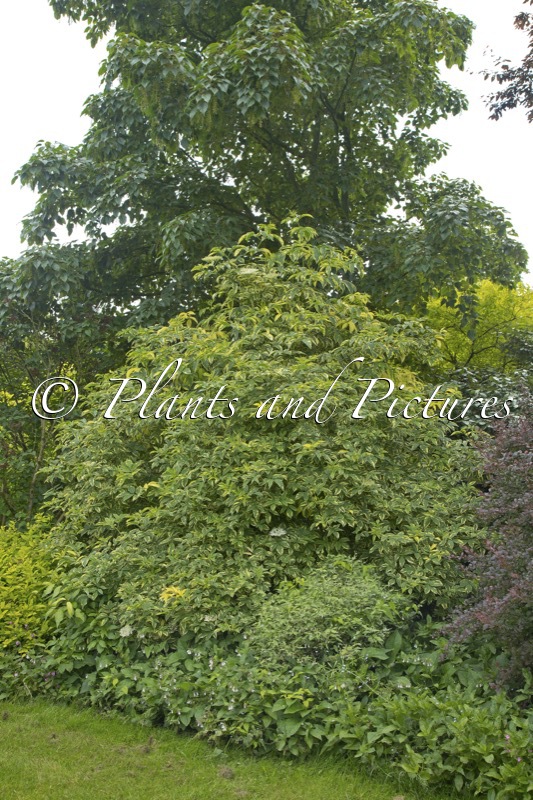 Sambucus nigra ‘Sanivalk’ (INSTANT KARMA)