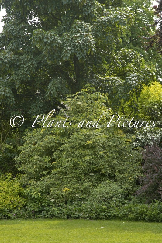 Sambucus nigra ‘Sanivalk’ (INSTANT KARMA)