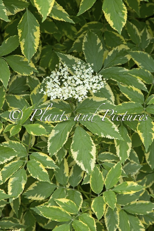 Sambucus nigra ‘Sanivalk’ (INSTANT KARMA)