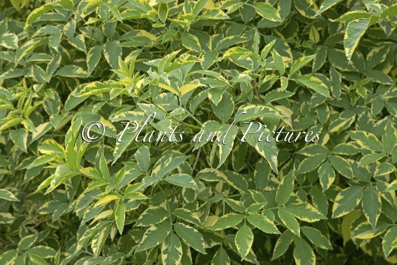 Sambucus nigra ‘Sanivalk’ (INSTANT KARMA)