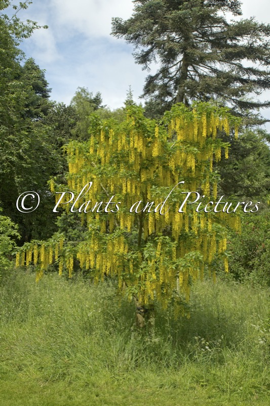 Laburnum alpinum ‘Newryensis’
