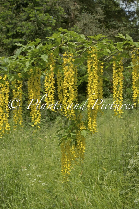 Laburnum alpinum ‘Newryensis’