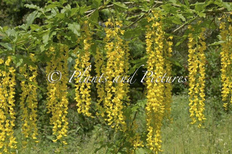 Laburnum alpinum ‘Newryensis’
