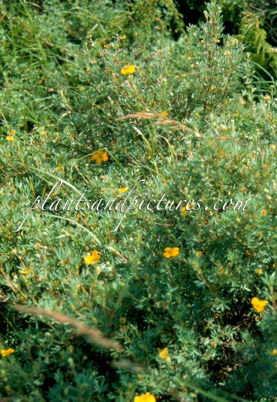 Potentilla fruticosa