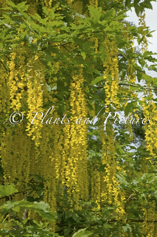 Laburnum alpinum ‘Newryensis’