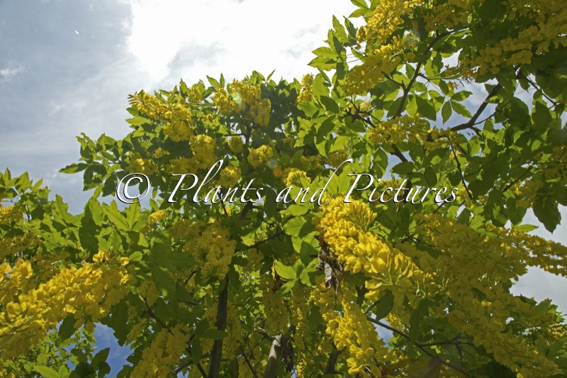Laburnum alpinum ‘Newryensis’