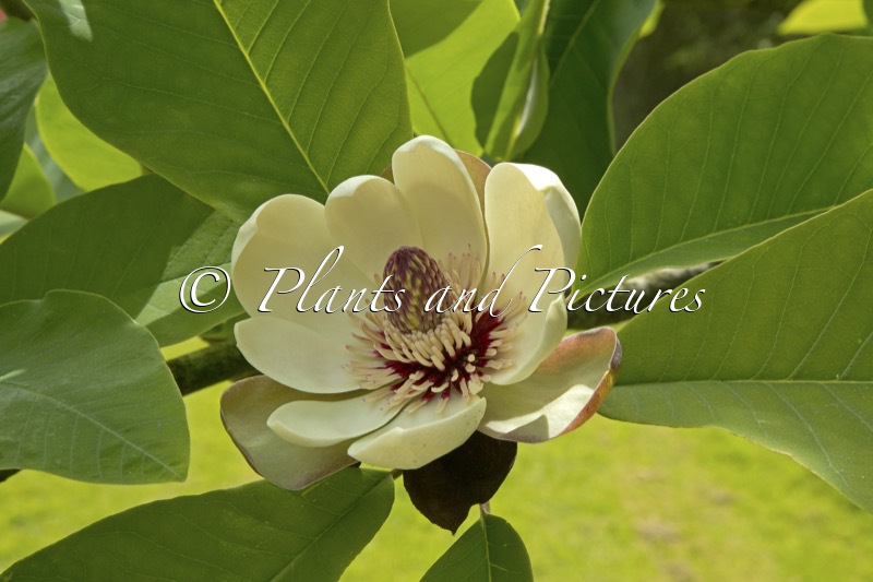 Magnolia obovata