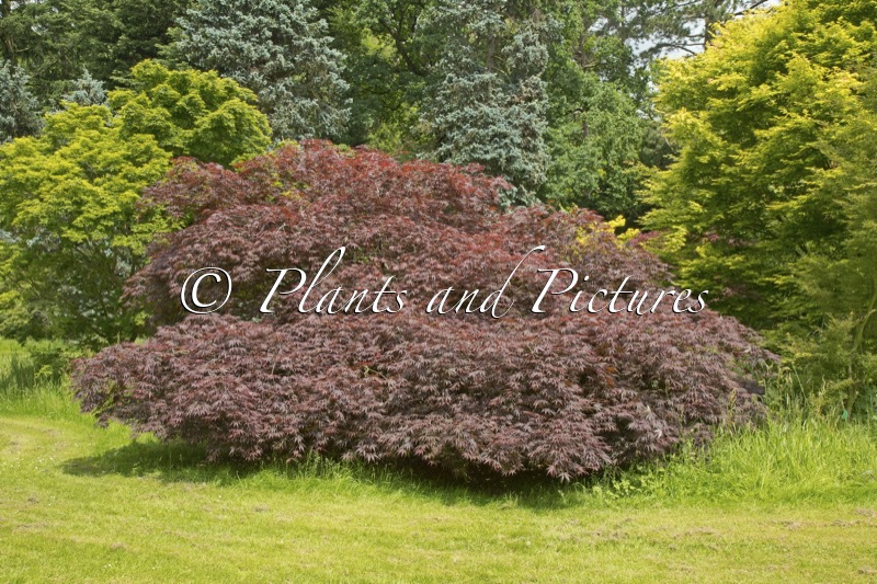Acer palmatum ‘Inazuma’