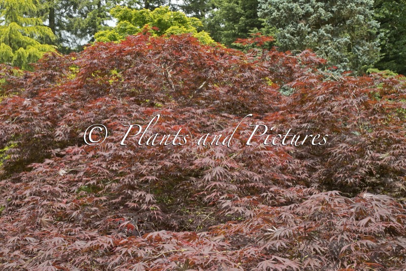 Acer palmatum ‘Inazuma’