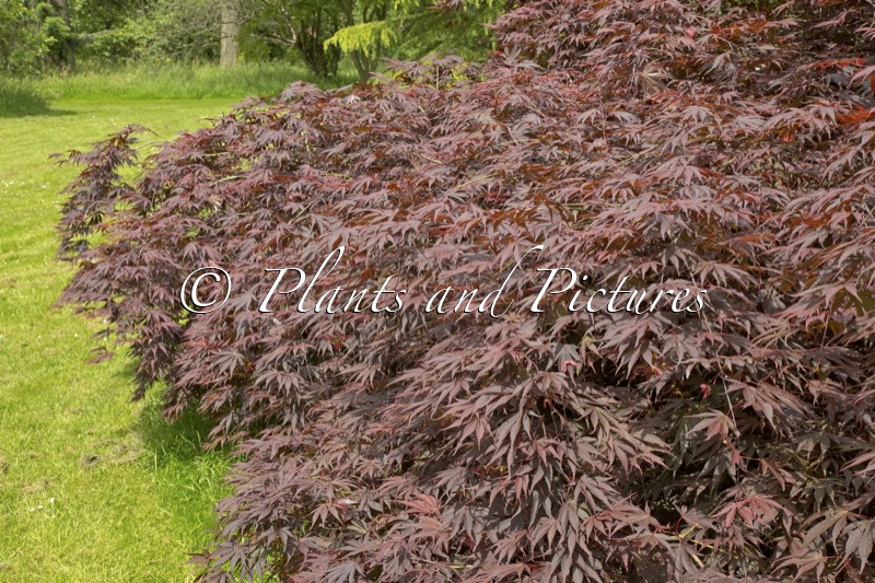 Acer palmatum ‘Inazuma’