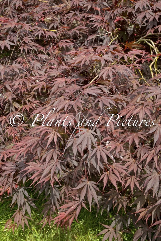 Acer palmatum ‘Inazuma’